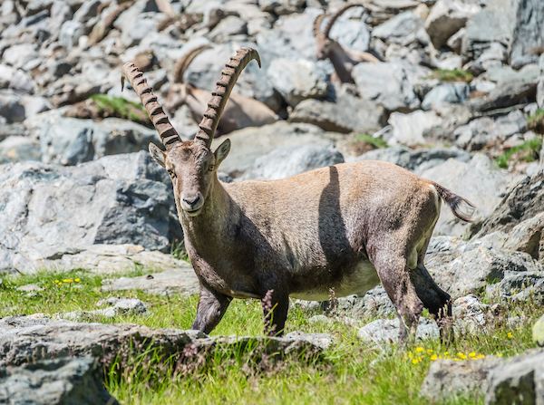 ibex